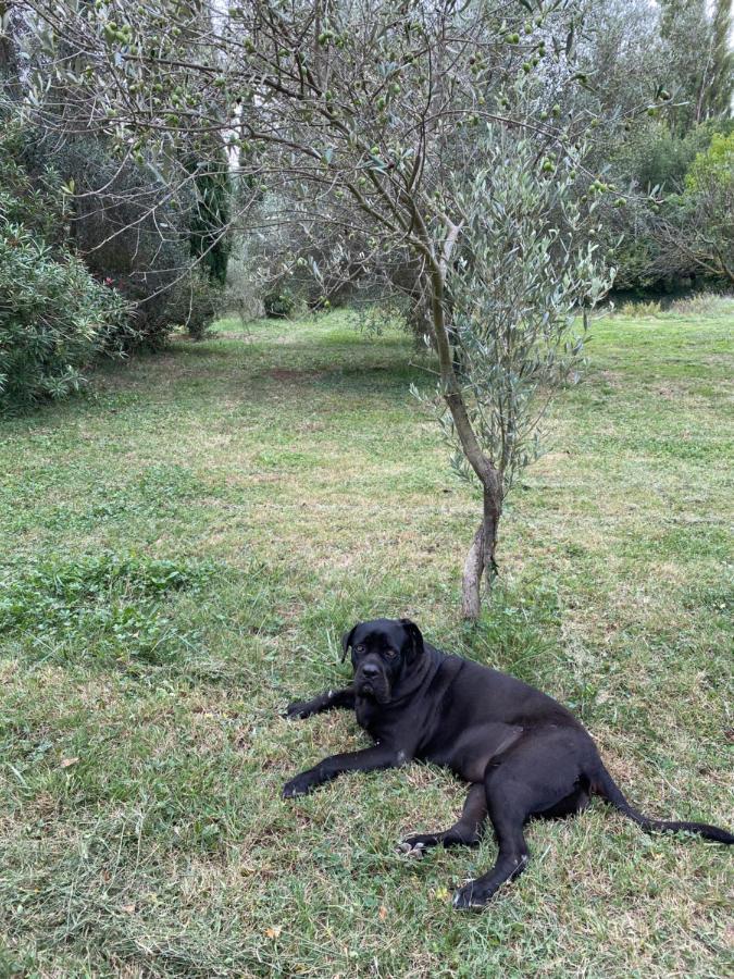 Bastide De Gueissard Bed & Breakfast Saint-Cyr-sur-Mer Exterior photo